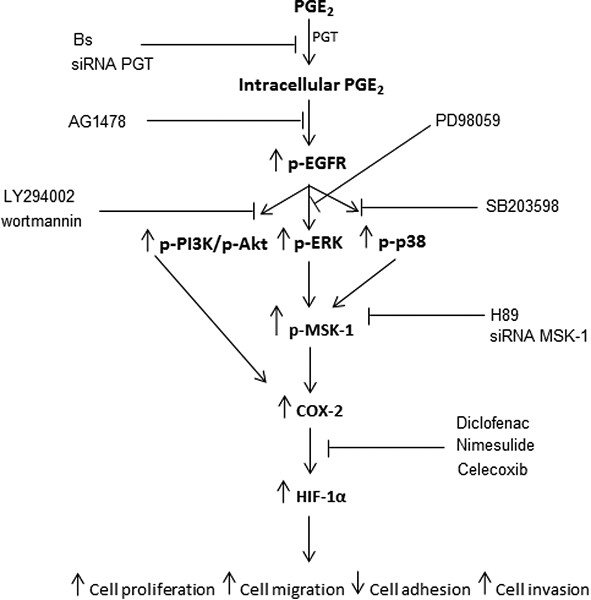 PROSTAGLANDIN E2 stimulates cancer-related phenotypes in prostate cancer PC3 cells through cyclooxygenase-2