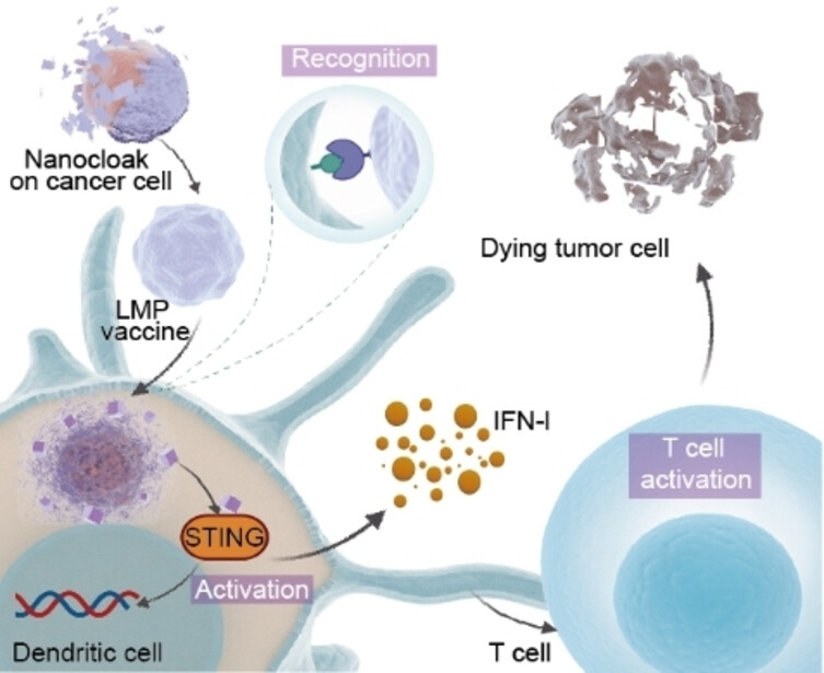 Metal-Phenolic Nanocloaks on Cancer Cells Potentiate STING Pathway Activation for Synergistic Cancer Immunotherapy