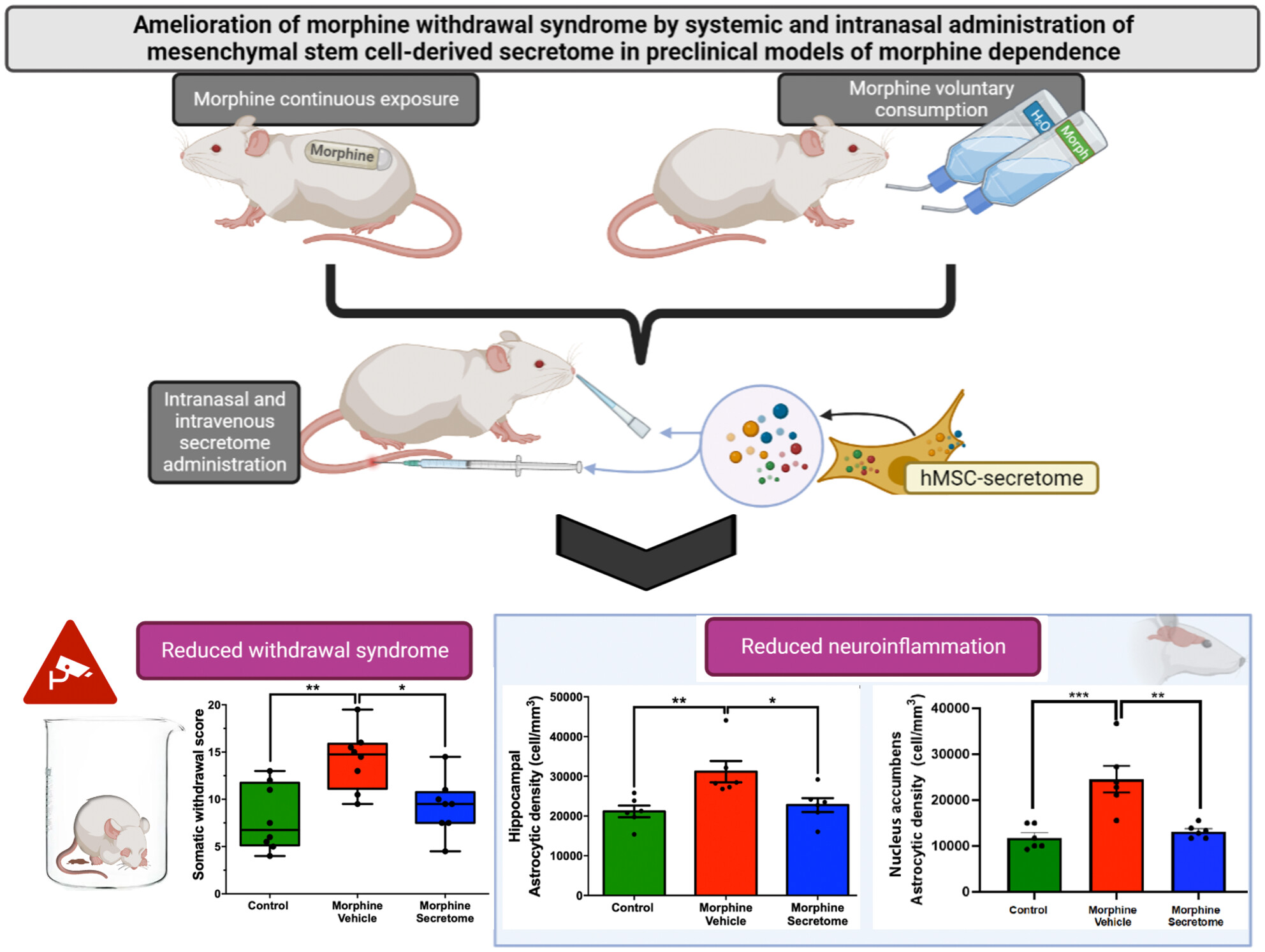 Amelioration of morphine withdrawal syndrome by systemic and intranasal administration of mesenchymal stem cell-derived secretome in preclinical models of morphine dependence