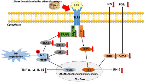 Antioxidant and anti-inflammatory effects of Lilium lancifolium bulbs extract