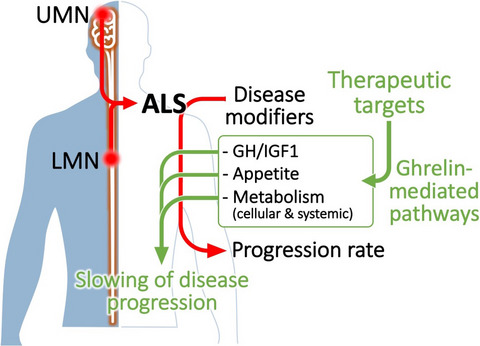 Ghrelin as a treatment for amyotrophic lateral sclerosis