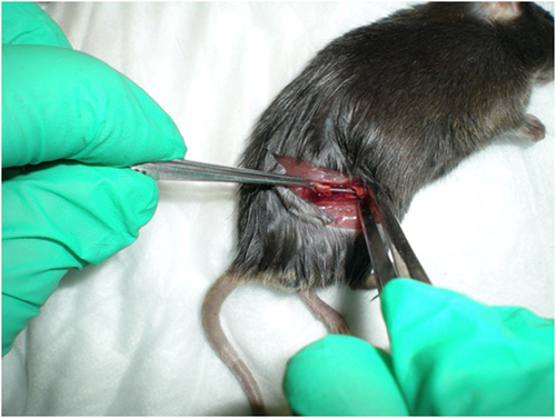 Details are in the caption following the image Details are in the caption following the image
