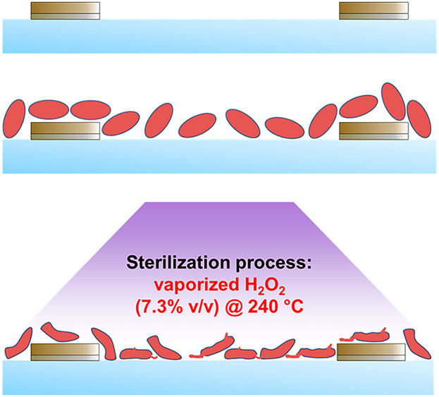 Experimental and Numerical Analyzes of a Sensor Based on Interdigitated Electrodes for Studying Microbiological Alterations