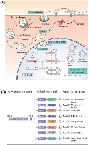 Details are in the caption following the image Details are in the caption following the image