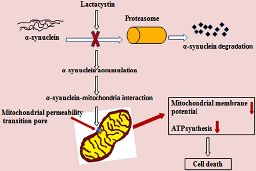 α-synuclein-induced mitochondrial dysfunction in isolated preparation and intact cells: Implications in the pathogenesis of Parkinson's disease