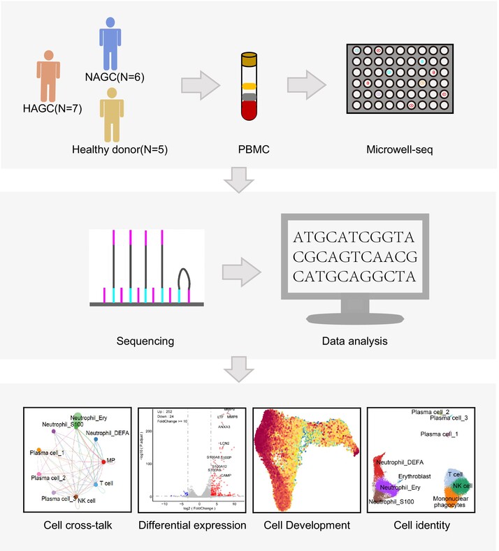 Single-cell RNA sequencing reveals immune cell dysfunction in the peripheral blood of patients with highly aggressive gastric cancer