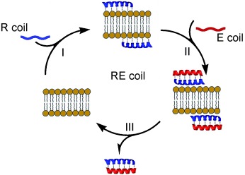 RE Coil: An Antimicrobial Peptide Regulator