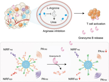 Activatable Polymeric Nanoprobe for Near-Infrared Fluorescence and Photoacoustic Imaging of T Lymphocytes