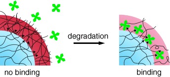 Ligand-Functionalized Core/Shell Microgels with Permselective Shells