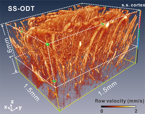 Cerebral capillary flow imaging by wavelength-division-multiplexing swept-source optical Doppler tomography