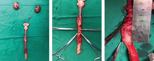 Details are in the caption following the image Details are in the caption following the image