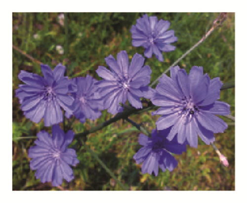 Details are in the caption following the image