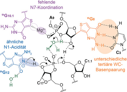 Polymerase-Mediated Site-Specific Incorporation of a Synthetic Fluorescent Isomorphic G Surrogate into RNA