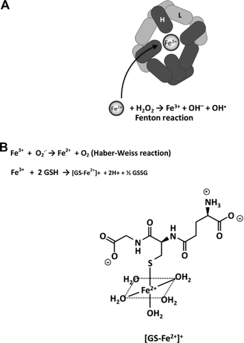 Details are in the caption following the image Details are in the caption following the image