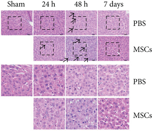 Details are in the caption following the image Details are in the caption following the image
