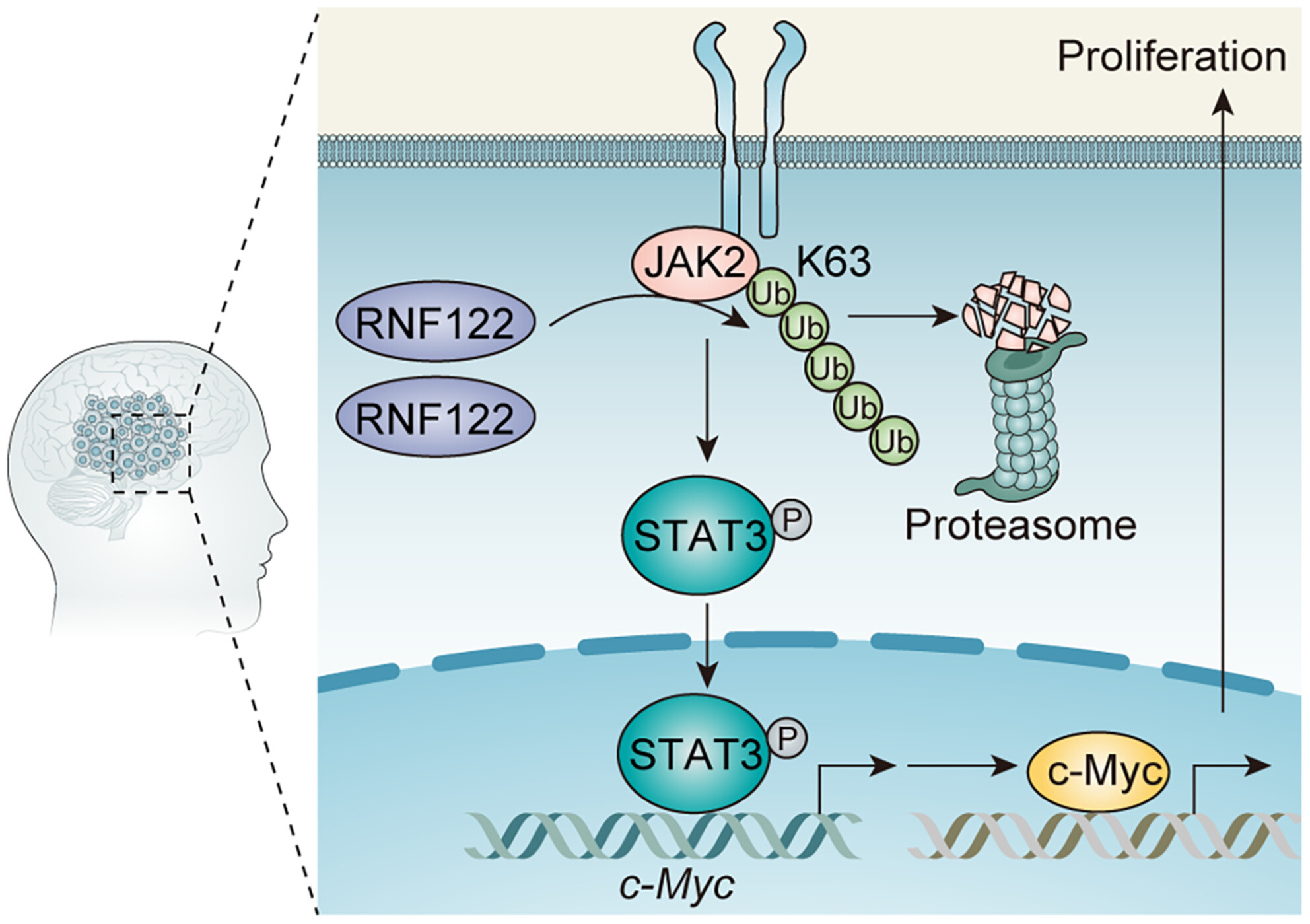 RNF122 promotes glioblastoma growth via the JAK2/STAT3/c-Myc signaling Axis