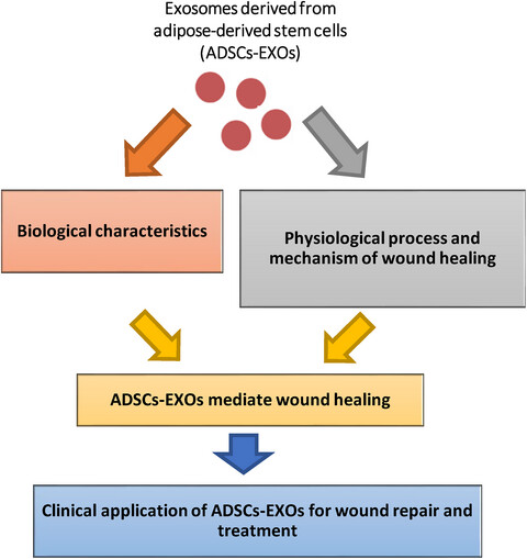 Exosomes from adipose-derived stem cells and application to skin wound healing