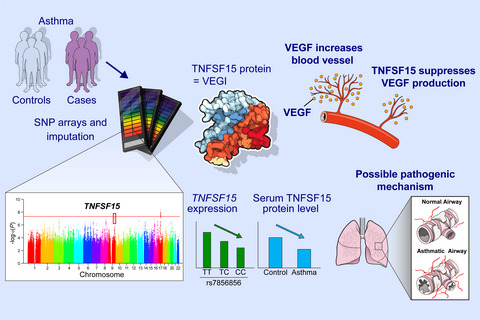 Genome-wide association study identifies TNFSF15 associated with childhood asthma
