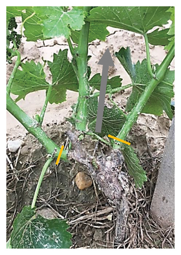 Details are in the caption following the image