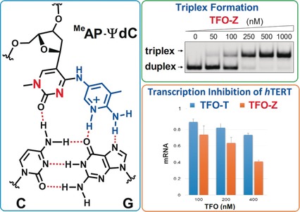 Aminopyridinyl–Pseudodeoxycytidine Derivatives Selectively Stabilize Antiparallel Triplex DNA with Multiple CG Inversion Sites