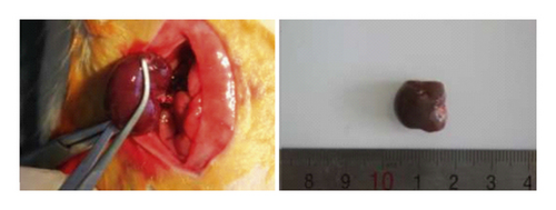 Details are in the caption following the image Details are in the caption following the image