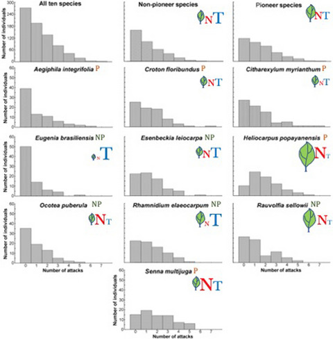 Tree seedling responses to leaf-cutting ants herbivory in Atlantic Forest restoration sites
