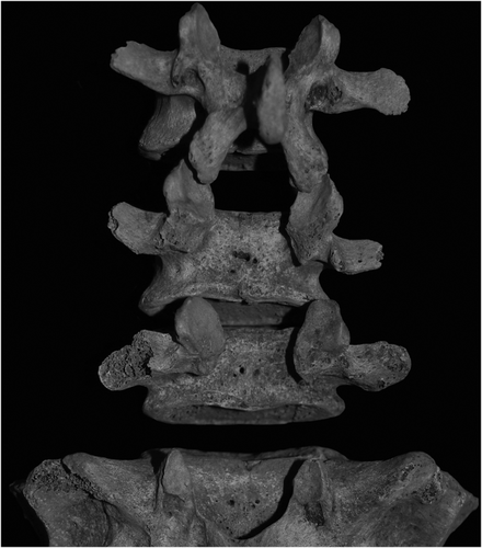 Details are in the caption following the image