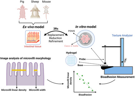 An In vitro Caco2-Based Model for Measuring Intestinal Bioadhesion Comparable to Ex vivo Models