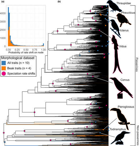 The causes and ecological context of rapid morphological evolution in birds