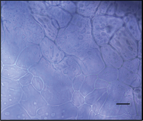Details are in the caption following the image