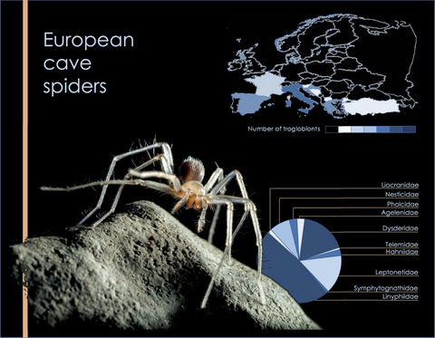 A synthesis on cave-dwelling spiders in Europe