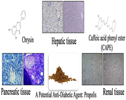 In vivo and in vitro anti-diabetic activity of ethanolic propolis extract