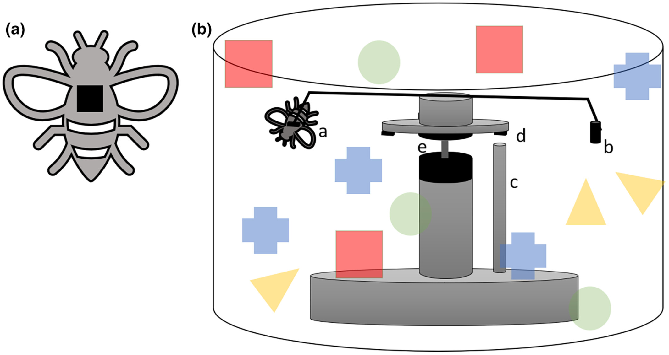You are what you eat – The influence of polyphagic and monophagic diet on the flight performance of bees