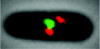 inline image