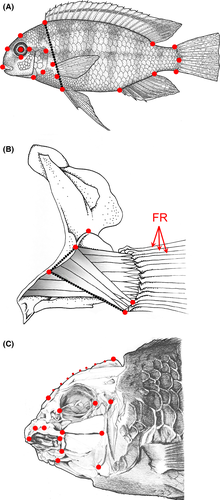 Details are in the caption following the image Details are in the caption following the image