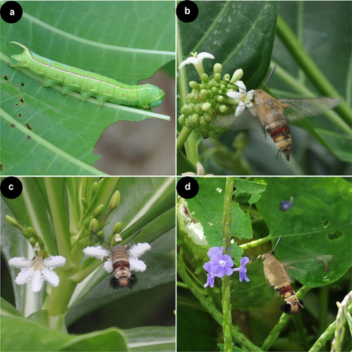 Details are in the caption following the image Details are in the caption following the image