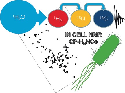Studying Intrinsically Disordered Proteins under True In Vivo Conditions by Combined Cross-Polarization and Carbonyl-Detection NMR Spectroscopy