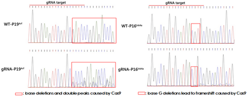 Details are in the caption following the image Details are in the caption following the image