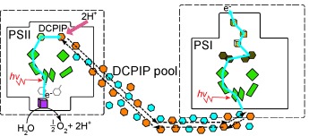Electron Transport between Photosystem II and Photosystem I Encapsulated in Sol–Gel Glasses
