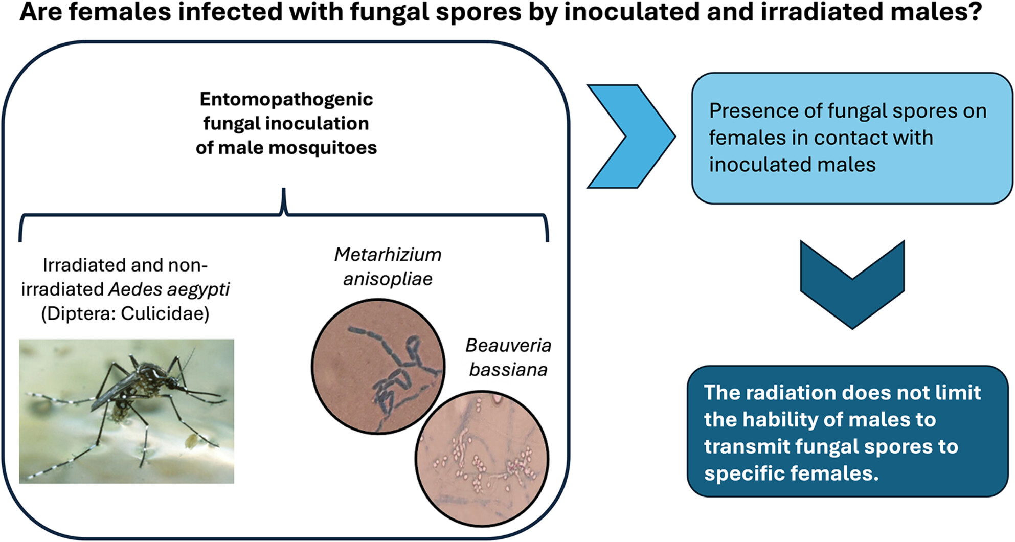 Irradiated males of the mosquito Aedes aegypti as disseminators of the entomopathogenic fungi Beauveria bassiana and Metarhizium anisopliae under laboratory conditions