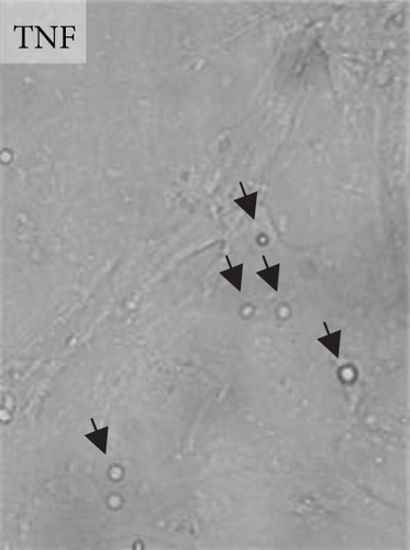 Details are in the caption following the image