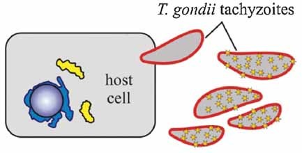 Destruction and Control of Toxoplasma gondii Tachyzoites Using Gold Nanosphere/Antibody Conjugates