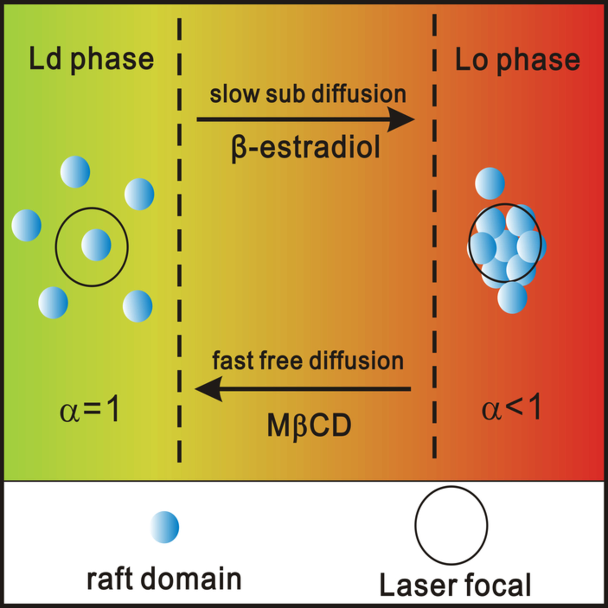 Self-assembly of lipid rafts revealed by fluorescence correlation spectroscopy in living breast cancer cells