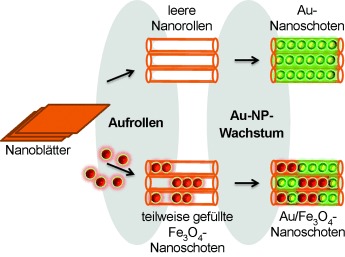 Peapod-Type Nanocomposites through the In Situ Growth of Gold Nanoparticles within Preformed Hexaniobate Nanoscrolls
