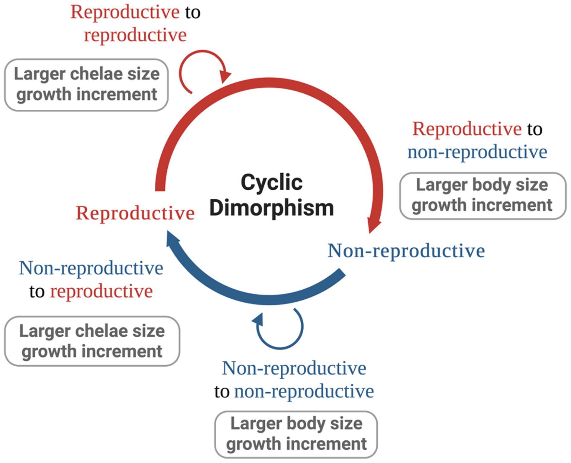 Differences in growth within and across the reproductive forms of northern crayfish (Faxonius virilis)