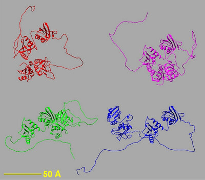 AlphaFold, small-angle X-ray scattering and ensemble modelling: a winning combination for intrinsically disordered proteins