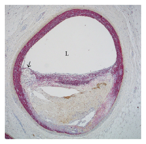 Details are in the caption following the image Details are in the caption following the image