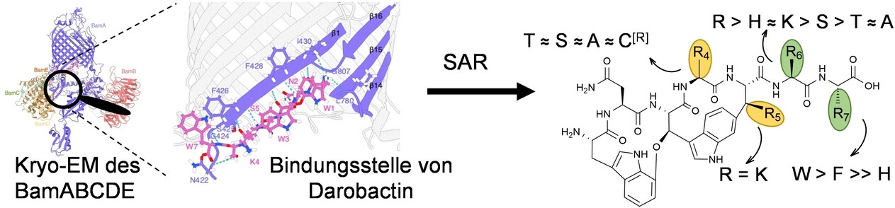 Darobactine mit Überlegener Antibiotischer Aktivität Generiert durch Strukturgeleitetes Kryo-EM-Biosynthese-Design**