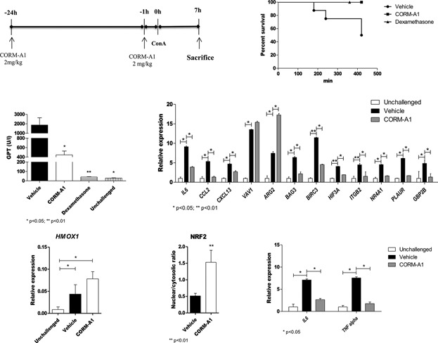 Involvement of the Nrf2/HO-1/CO axis and therapeutic intervention with the CO-releasing molecule CORM-A1, in a murine model of autoimmune hepatitis
