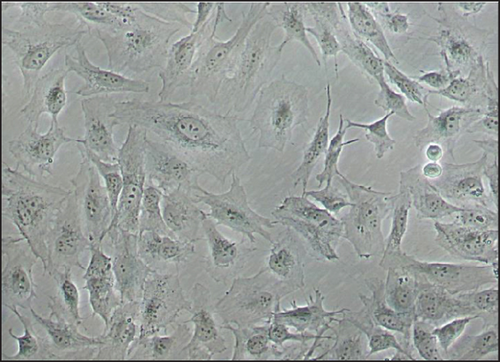 Details are in the caption following the image